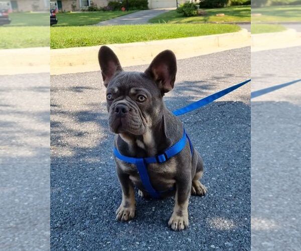 Medium Photo #1 French Bulldog Puppy For Sale in GAITHERSBURG, MD, USA