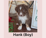 Puppy Hank Australian Shepherd