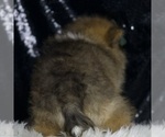 Small #5 Pomeranian