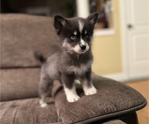 Pomsky Litter for sale in DRACUT, MA, USA
