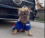 Small #8 French Bulldog