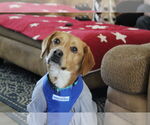 Small #1 Beagle-Spaniel Mix