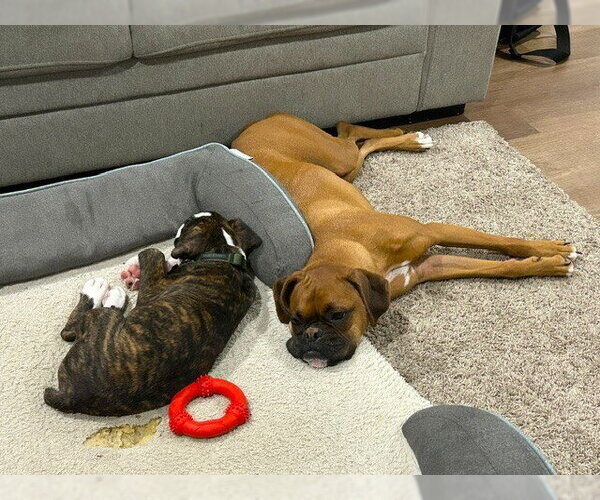Medium Photo #4 Boxer Puppy For Sale in Austin, TX, USA