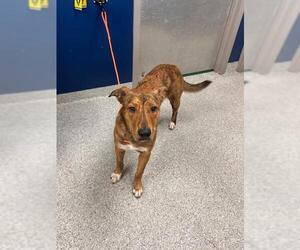 Labrador Retriever-Unknown Mix Dogs for adoption in Pasadena, TX, USA