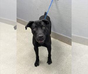 Mutt Dogs for adoption in Las Vegas, NV, USA