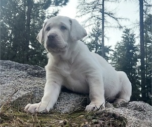Labrador Retriever Puppy for sale in ATHOL, ID, USA