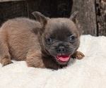Small Photo #23 French Bulldog Puppy For Sale in GOSHEN, IN, USA