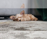 Small Photo #5 Yorkshire Terrier Puppy For Sale in MABLETON, GA, USA