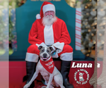 Small #1 American Pit Bull Terrier Mix