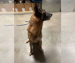 Small #1 Mutt