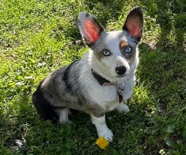 Medium Photo #1 Aussie-Corgi Puppy For Sale in GRANTS PASS, OR, USA