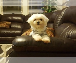 Father of the Maltipoo puppies born on 02/23/2025