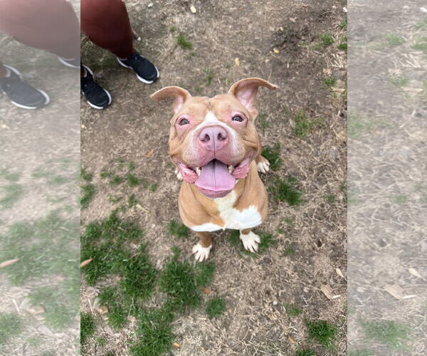 Medium Photo #1 Bulldog-Unknown Mix Puppy For Sale in Jackson, MS, USA