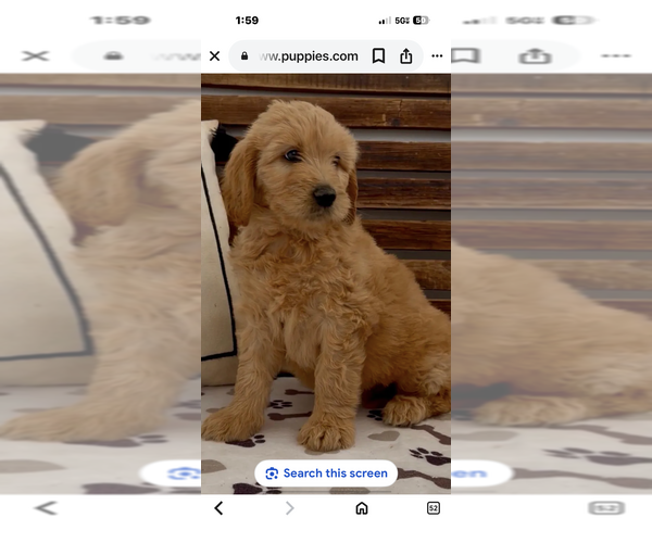 Medium Photo #1 Goldendoodle Puppy For Sale in MERCED, CA, USA