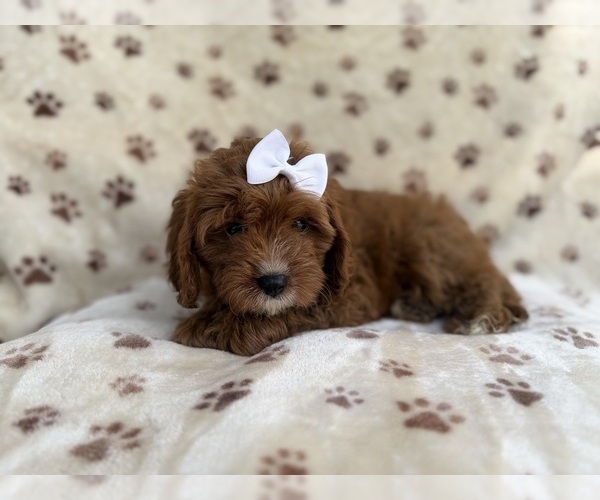 Medium Photo #5 Cavapoo (Miniature) Puppy For Sale in LAKELAND, FL, USA
