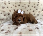 Small #4 Cavapoo (Miniature)