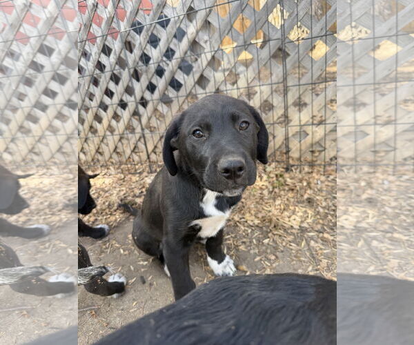 Medium Photo #1 Mutt Puppy For Sale in Fort Collins, CO, USA