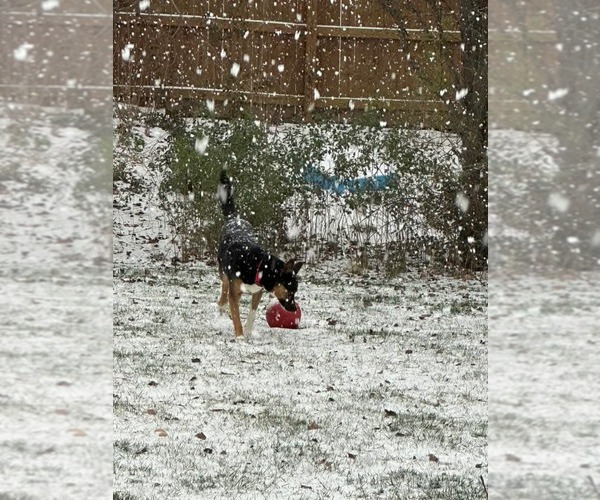 Medium Photo #14 Siberian Husky-Unknown Mix Puppy For Sale in Holly Springs, NC, USA