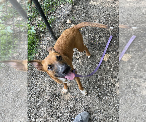 Medium Photo #2 Mutt Puppy For Sale in Elmsford, NY, USA