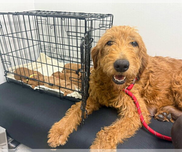 Medium Photo #4 Labradoodle Puppy For Sale in Corona, CA, USA