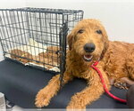 Small #3 Labradoodle