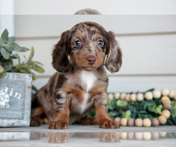 Medium Photo #3 Dachshund Puppy For Sale in NAPPANEE, IN, USA