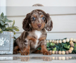 Small #2 Dachshund