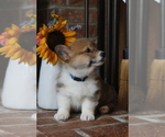 Small #5 Pembroke Welsh Corgi