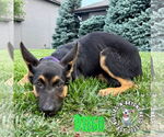 Small #1 German Shepherd Dog