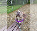 Small #3 American Staffordshire Terrier