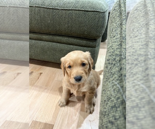 Medium Photo #1 Golden Retriever Puppy For Sale in GARDEN VALLEY, CA, USA