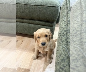 Golden Retriever Puppy for sale in GARDEN VALLEY, CA, USA