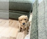 Image preview for Ad Listing. Nickname: Molly
