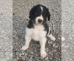 Small Photo #11 Aussiedoodle Puppy For Sale in DOWELLTOWN, TN, USA