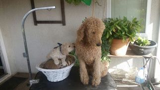 Father of the Poodle (Standard) puppies born on 10/03/2017