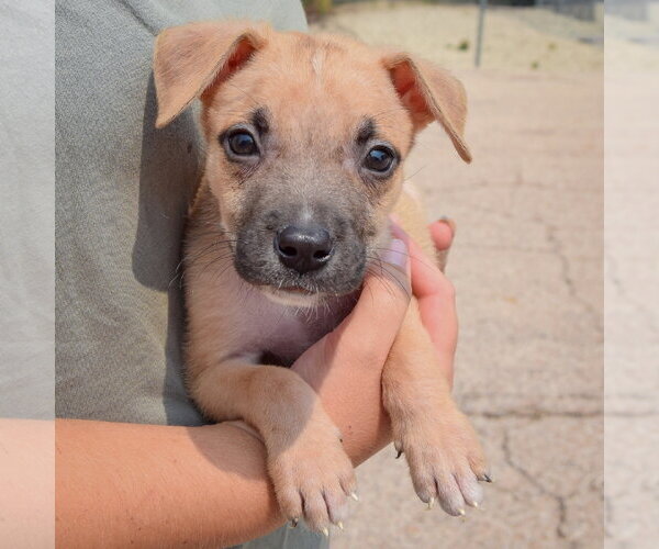 Medium Photo #3 Labsky Puppy For Sale in Huntley, IL, USA