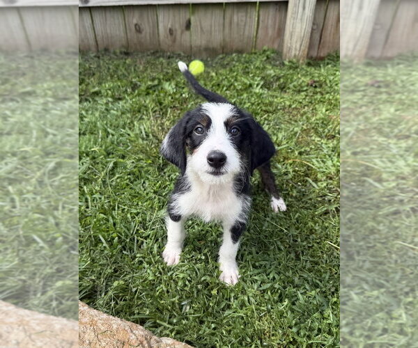 Medium Photo #2 Mutt Puppy For Sale in Aurora, IN, USA