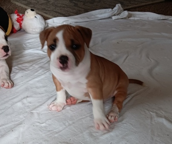 Medium Photo #4 American Bully Puppy For Sale in HARMON, IL, USA