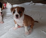 Small #3 American Bully