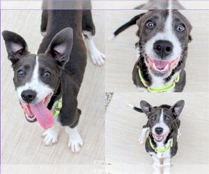 Chihuahua-Unknown Mix Dogs for adoption in Fort Wayne, IN, USA