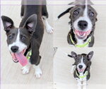 MARLOWE - Female Chihuahua-Unknown Mix Dog for Adoption - Small photo