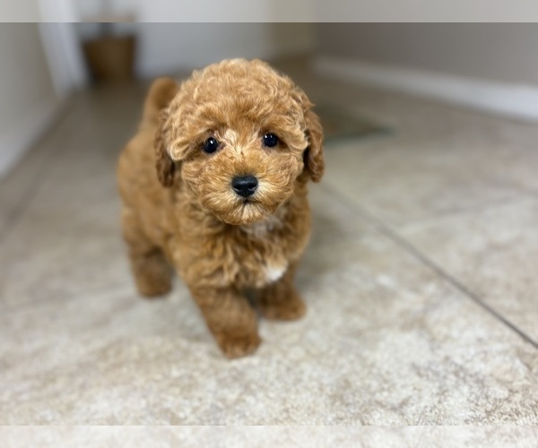 Medium Photo #7 Maltipoo Puppy For Sale in TUCSON, AZ, USA