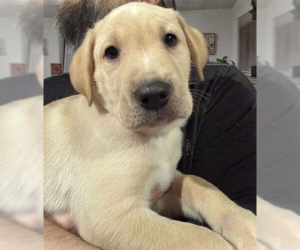 Medium Photo #1 Mutt Puppy For Sale in St. Louis Park, MN, USA