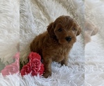 Small #2 Yorkipoo