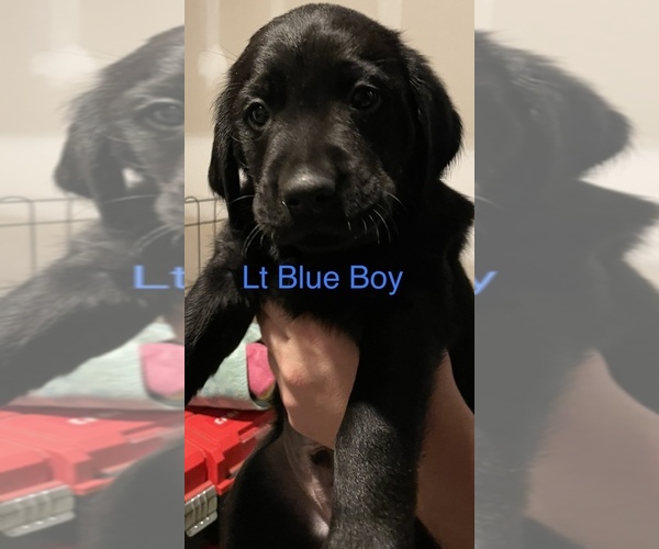 Medium Photo #8 Golden Labrador Puppy For Sale in MUSKEGON, MI, USA