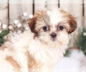 Shih Tzu Puppy for sale in MOUNT VERNON, OH, USA