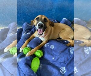 Labrador Retriever-Unknown Mix Dogs for adoption in Virginia Beach, VA, USA