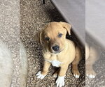 Small #1 Great Pyrenees-Mastiff Mix