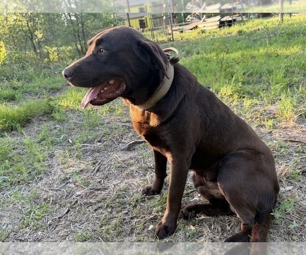 Medium Photo #1 Labrador Retriever Puppy For Sale in WHITNEY, TX, USA