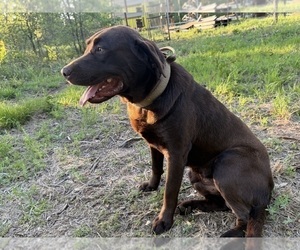 Father of the Labrador Retriever puppies born on 03/03/2026